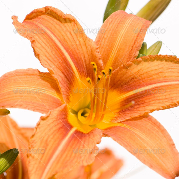 Tiger Lily - Stock Photo - Images