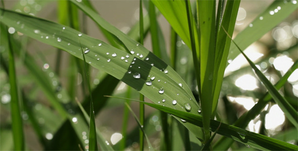 Water Drops on Green Grass After the Rain