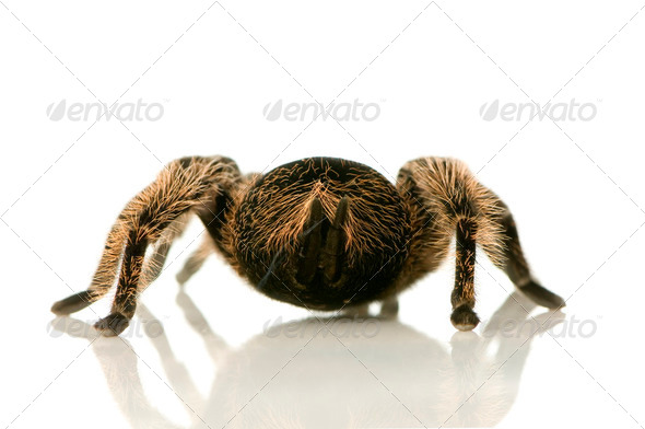 Zebra tarantula or Aphonopelma seemanni - Stock Photo - Images