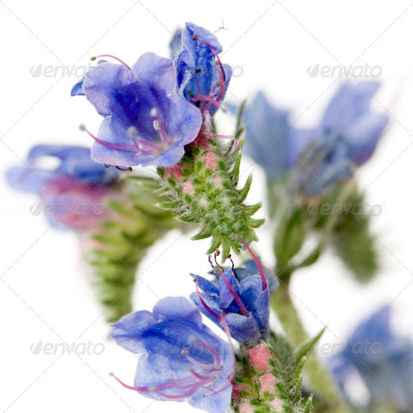 Wild flowers - Stock Photo - Images