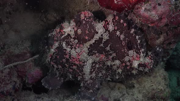 Brown Giant Frogfish (Antennarius commerson) sitting on coral reef in the Philippines alt
