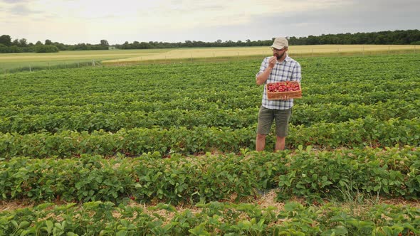 A Farmer Tastes Freshly Picked Strawberries While Standing in the Middle of the Plantation alt
