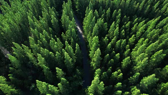 Beautiful tropical pine forest. 4K alt