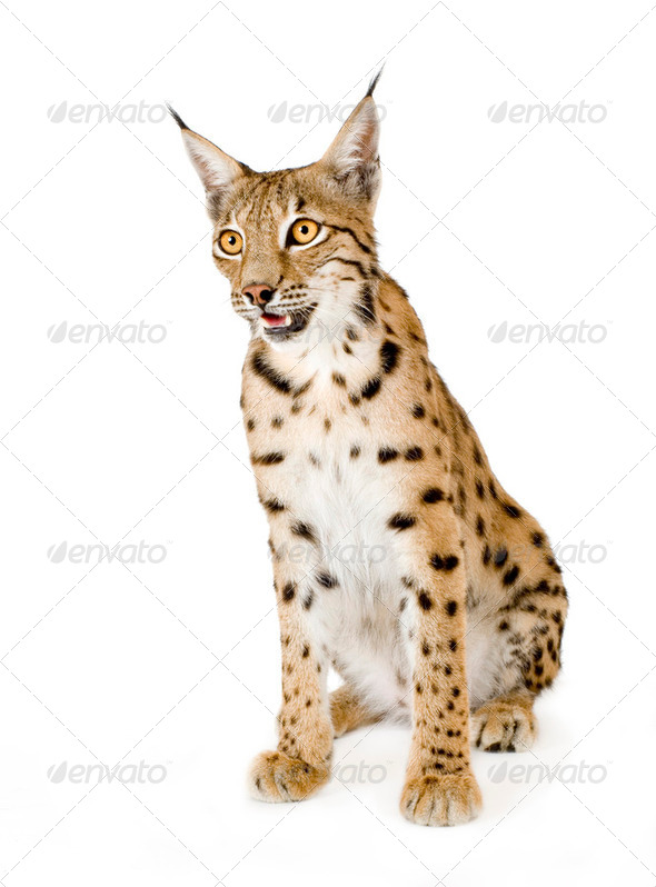 Lynx (2 years) - Stock Photo - Images
