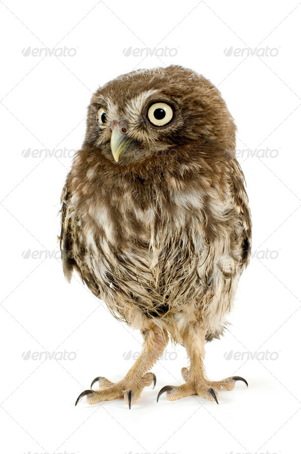 young owl (4 weeks) - Stock Photo - Images
