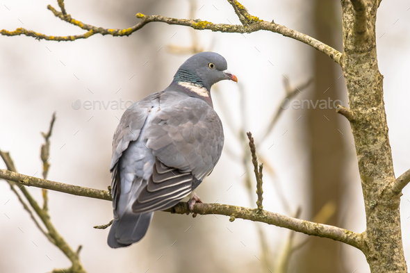 Wood pigeon perched on branch - Stock Photo - Images