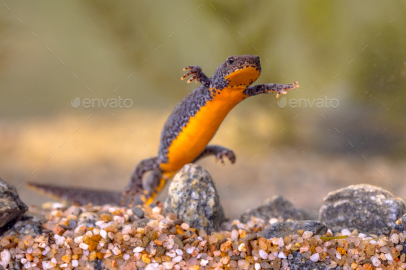 Alpine newt aquatic animal swimming in freshwater habitat