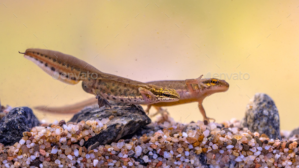 Pair of Palmate newt swimming in natural aquatic habitat - Stock Photo - Images