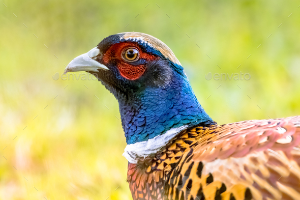Portrait of young male Common pheasant - Stock Photo - Images