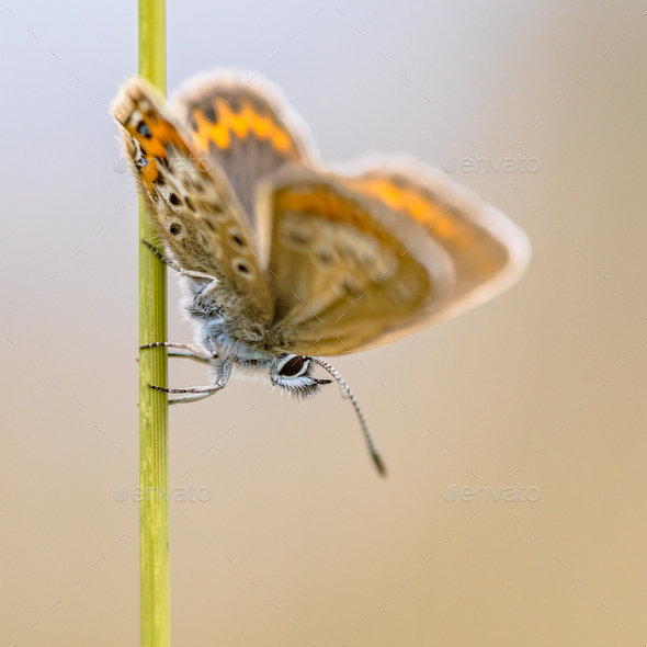Butterfly silver-studded blue on grass stem - Stock Photo - Images