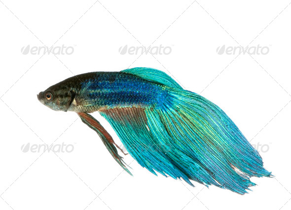 Siamese fighting fish - Stock Photo - Images