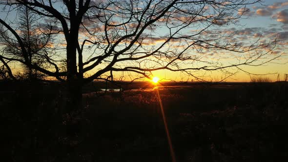 Bare Branches of Trees in Silhouette. The Sun in the Contour Light. Beautiful Sunset. Reeds