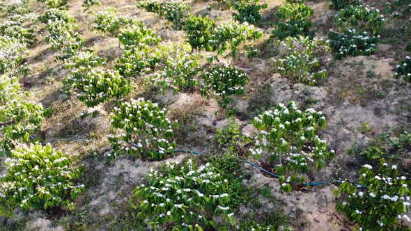 High angle shot of blooming white flowers of coffee plantation along the hill slope while on a trip alt