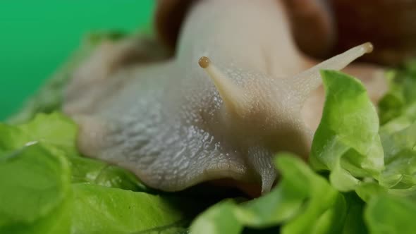 Macro View of Big Snail Achatina Sticks Out Its Horns From Its Shell to Eat Green Salad alt
