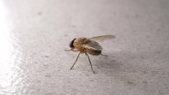 Fly Moving  alt