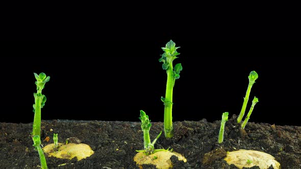 Rapidly growing potatoes, time-lapse black background alt