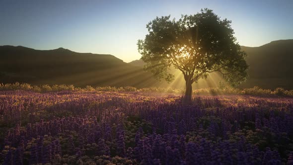Sunset On A Violet Field Of Flowers