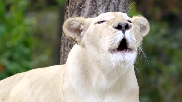 female white lion face close up