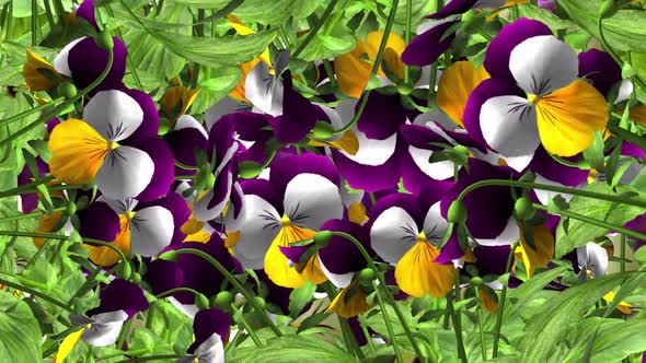 Pansy Flowers - Screen Transition - III - Alpha Channel