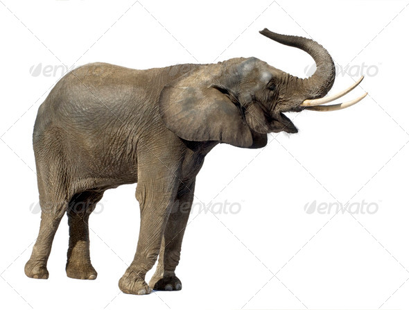 Elephant - Stock Photo - Images