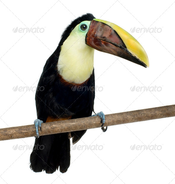 Swainson's Toucan - Stock Photo - Images