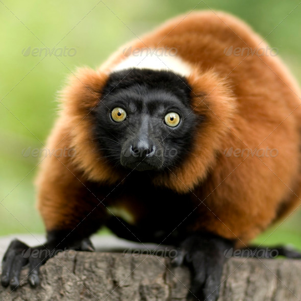 Red Ruffed Lemur - Stock Photo - Images