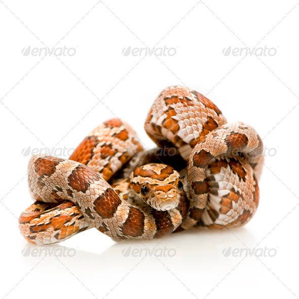 Corn Snake - Stock Photo - Images