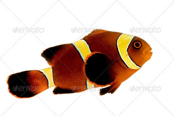 Gold stripe Maroon Clownfish - Premnas biaculeatus - Stock Photo - Images