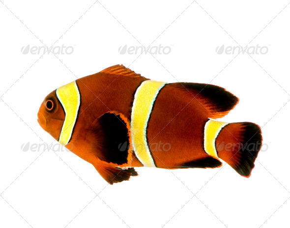 Gold stripe Maroon Clownfish - Premnas biaculeatus - Stock Photo - Images