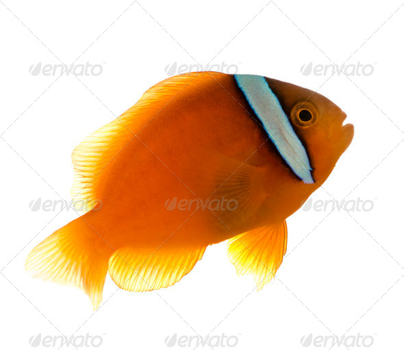 Saddle anemonefish - Amphiprion  ephippium - Stock Photo - Images