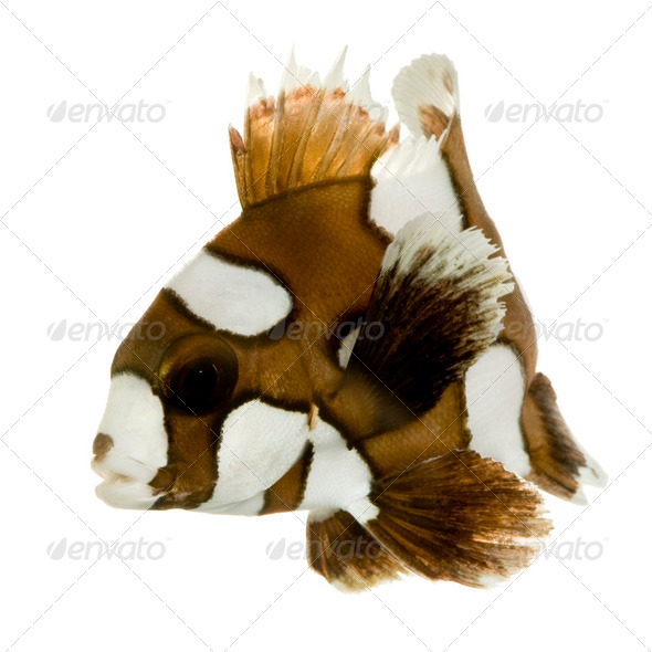 Harlequin or clown sweetlips - Plectorhynchus chaetodonoides - Stock Photo - Images