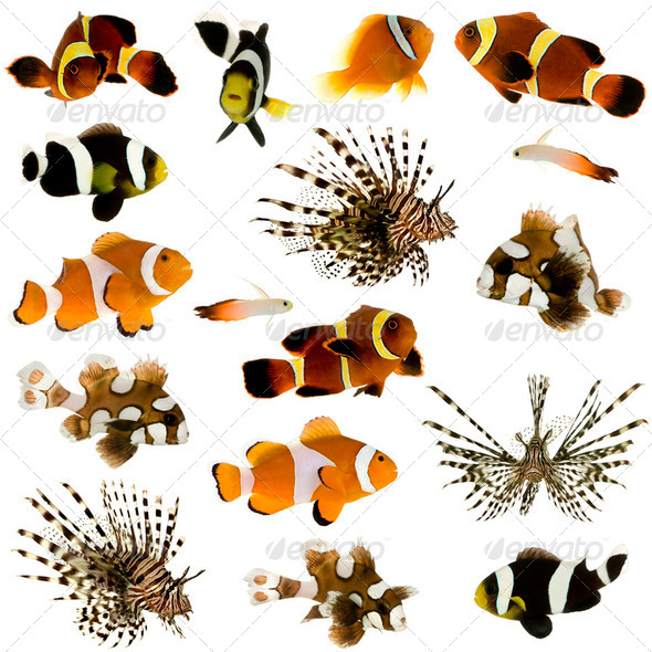 Collection of 17 tropical fish - Stock Photo - Images