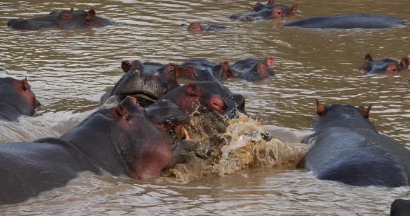 Hippopotamus, hippopotamus amphibius, Group standing in River, Masai Mara park in Kenya alt