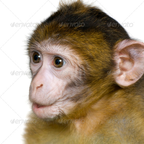 baby Barbary Macaque - Macaca sylvanus - Stock Photo - Images