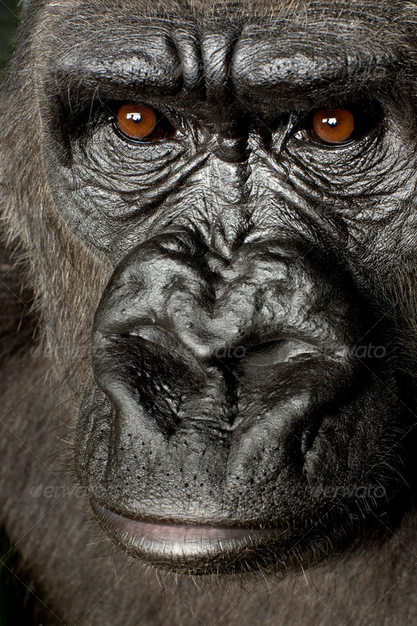 Young Silverback Gorilla - Stock Photo - Images