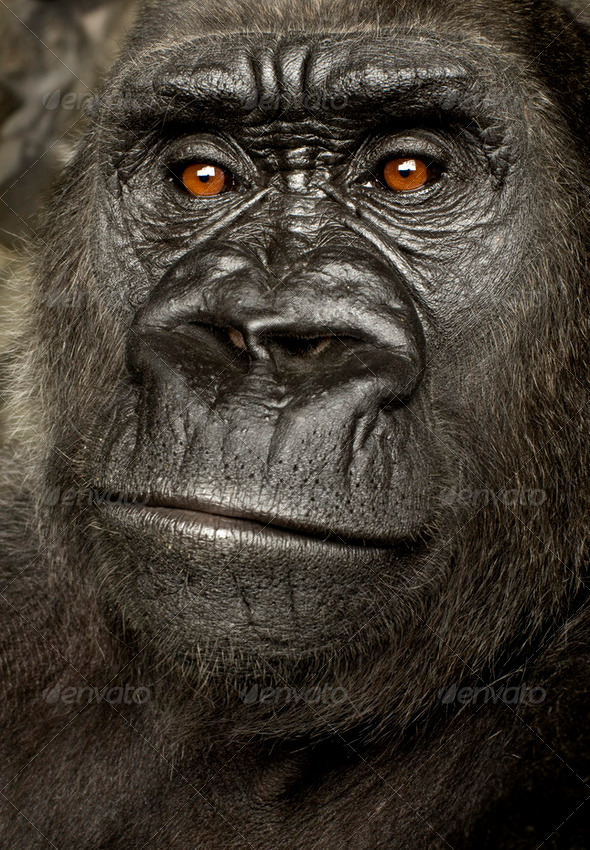 Young Silverback Gorilla - Stock Photo - Images