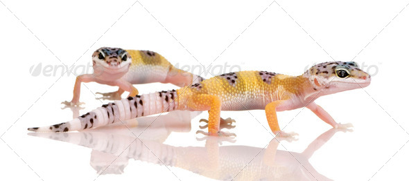 couple of Young Leopard gecko - Eublepharis macularius - Stock Photo - Images