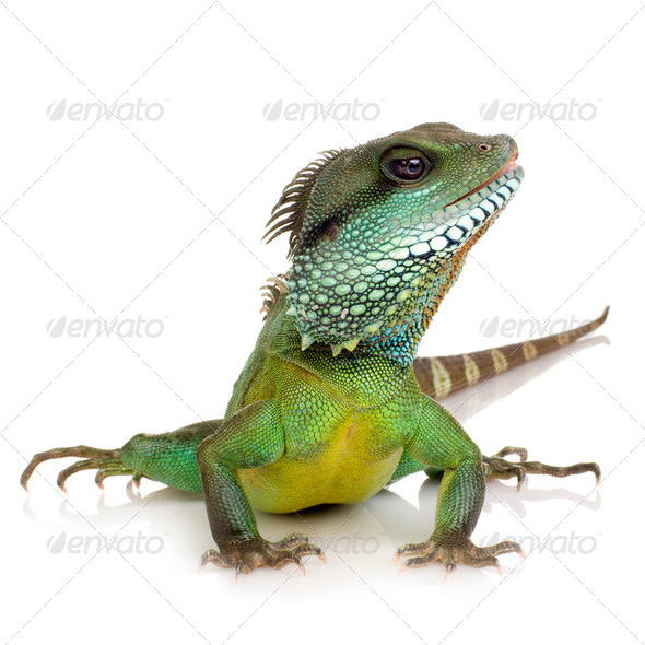 Indian Water Dragon - Physignathus cocincinus - Stock Photo - Images