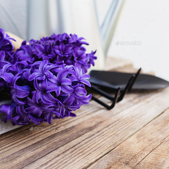 Gardening concept. Blue purple hyacinth flowers, pitchfork or rake and shovel