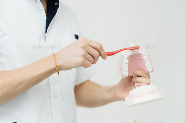 Dentist showing the correct dental hygiene on white background - Stock Photo - Images
