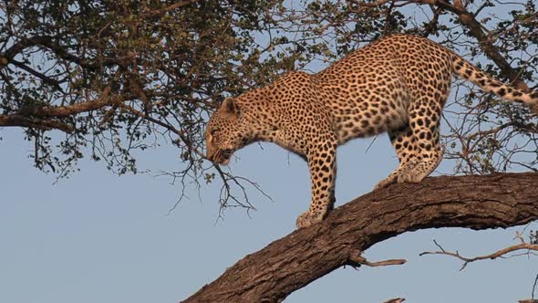 Close tracking shot of leopard beginning to climb down from tree alt