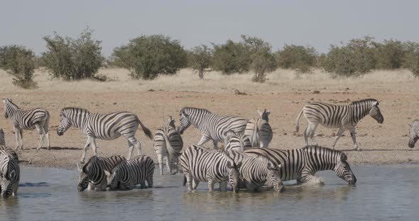 Zebra Herd Drinking