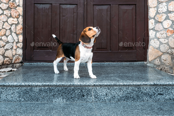 Beagle Personality, temperament. Beagle Puppy at home. Little Beagle breed dog near door his new - Stock Photo - Images
