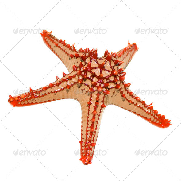 Red Knobbed Starfish