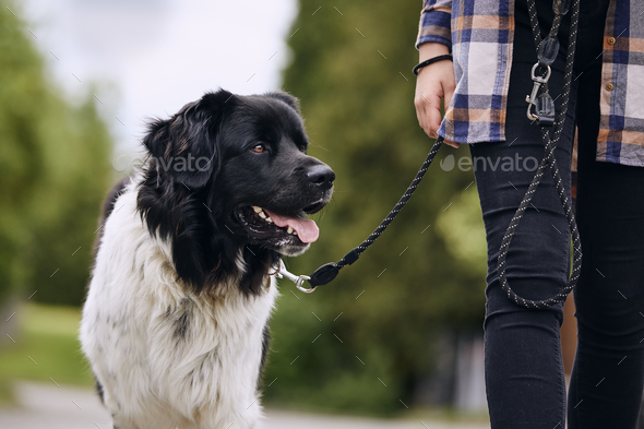 mountain dog leash
