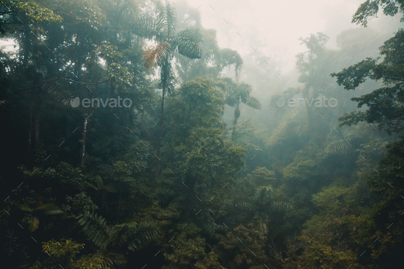 Misty Cloud Forest In Costa Rica Stock Photo - Download Image Now