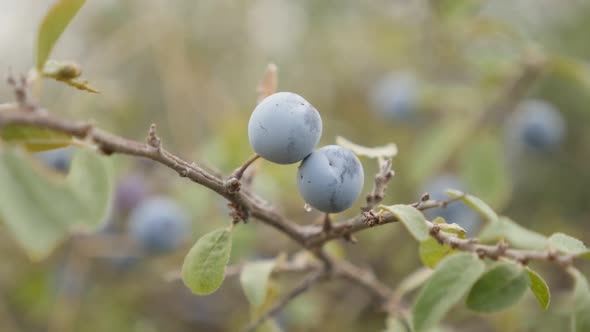 Shallow DOF blackthorn sloe shrub slow-mo  1080p FullHD footage - Slow motion of Prunus spinosa  ber alt