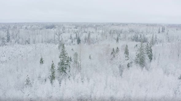 Flight Above Winter Forest alt