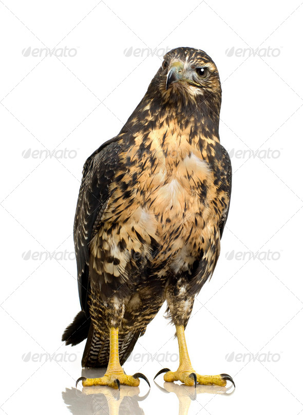 Young Black-chested Buzzard-eagle () - Geranoaetus melanoleucus - Stock Photo - Images