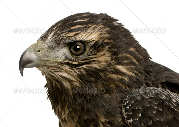 Young Black-chested Buzzard-eagle () - Geranoaetus melanoleucus - Stock Photo - Images